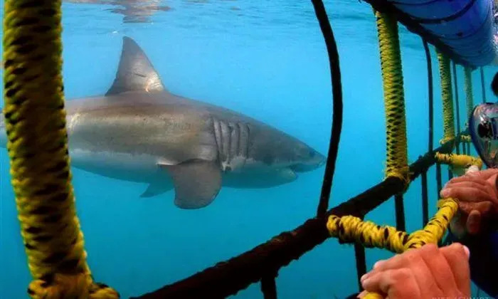 Shark cage diving experience including breakfast, lunch and snacks