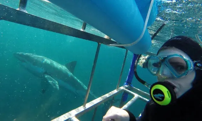 Shark cage diving experience including breakfast, lunch and snacks