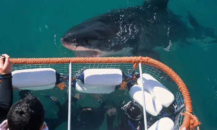 Shark cage diving experience including breakfast, lunch and snacks