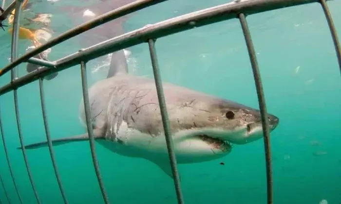 Shark cage diving experience including breakfast, lunch and snacks