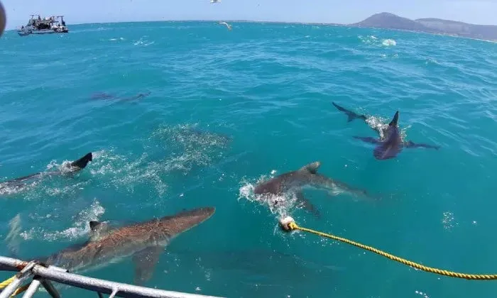 Shark cage diving experience including breakfast, lunch and snacks