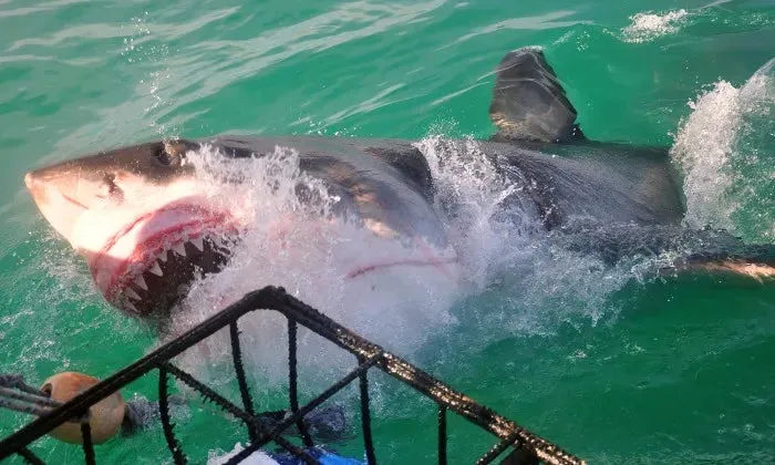 Shark cage diving experience including breakfast, lunch and snacks