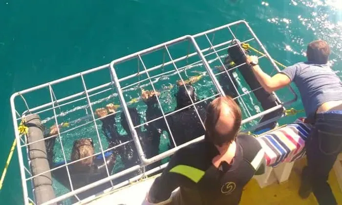 Shark cage diving experience including breakfast, lunch and snacks