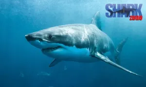 Shark cage diving experience including breakfast, lunch and snacks