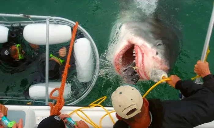 Shark cage diving experience including breakfast, lunch and snacks