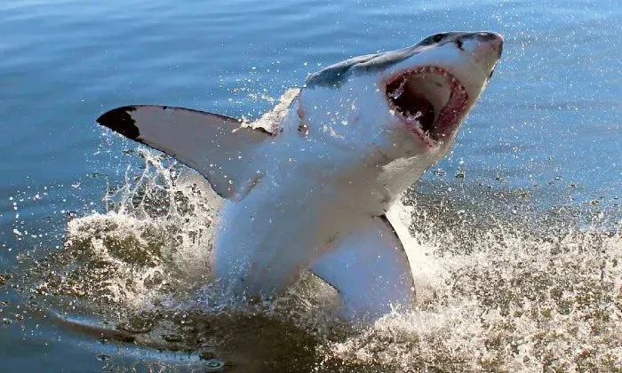 Shark cage diving experience including breakfast, lunch and snacks
