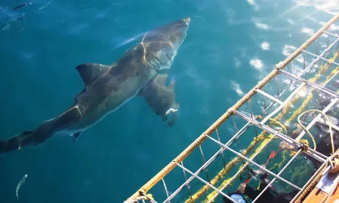Shark cage diving experience including breakfast, lunch and snacks