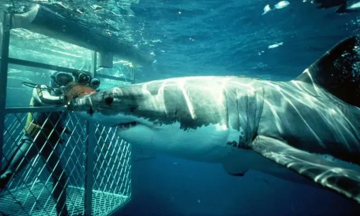 Shark cage diving experience including breakfast, lunch and snacks